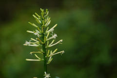 Dracaena terniflora